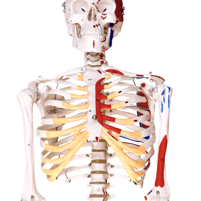 Osteópata en Sevilla